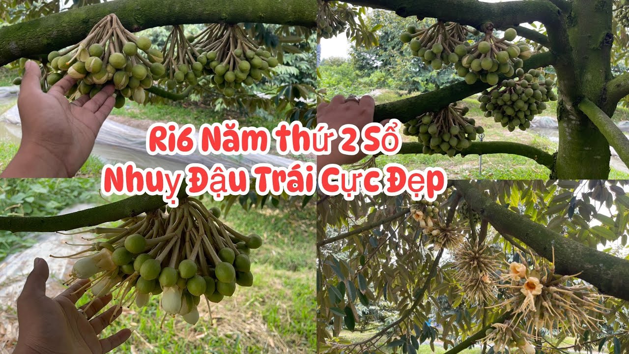 Cập Nhật Vườn Anh Vinh Định Môn Giai Đoạn Sổ Nhuỵ Lát Đát Đậu Trái Cực Đẹp