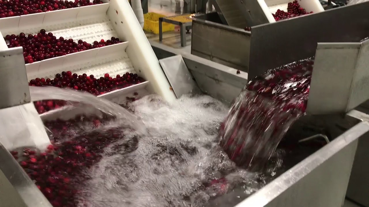 Wisconsin Cherry Harvest