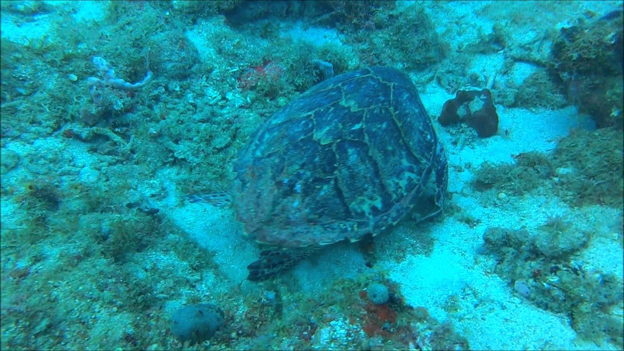 Plongée sous-marine en Guadeloupe (HD)
