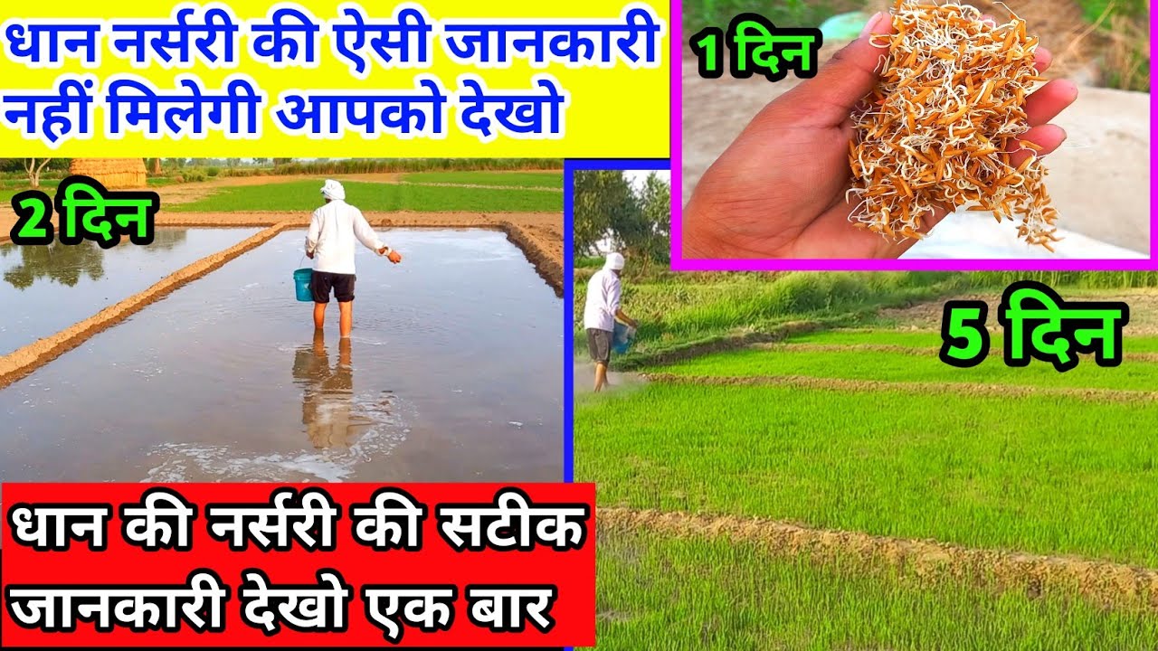 धान की नर्सरी 100% अंकुरित कैसे करें  | धान की नर्सरी कैसे बोये | dhan ki nursery kaise taiyar kare