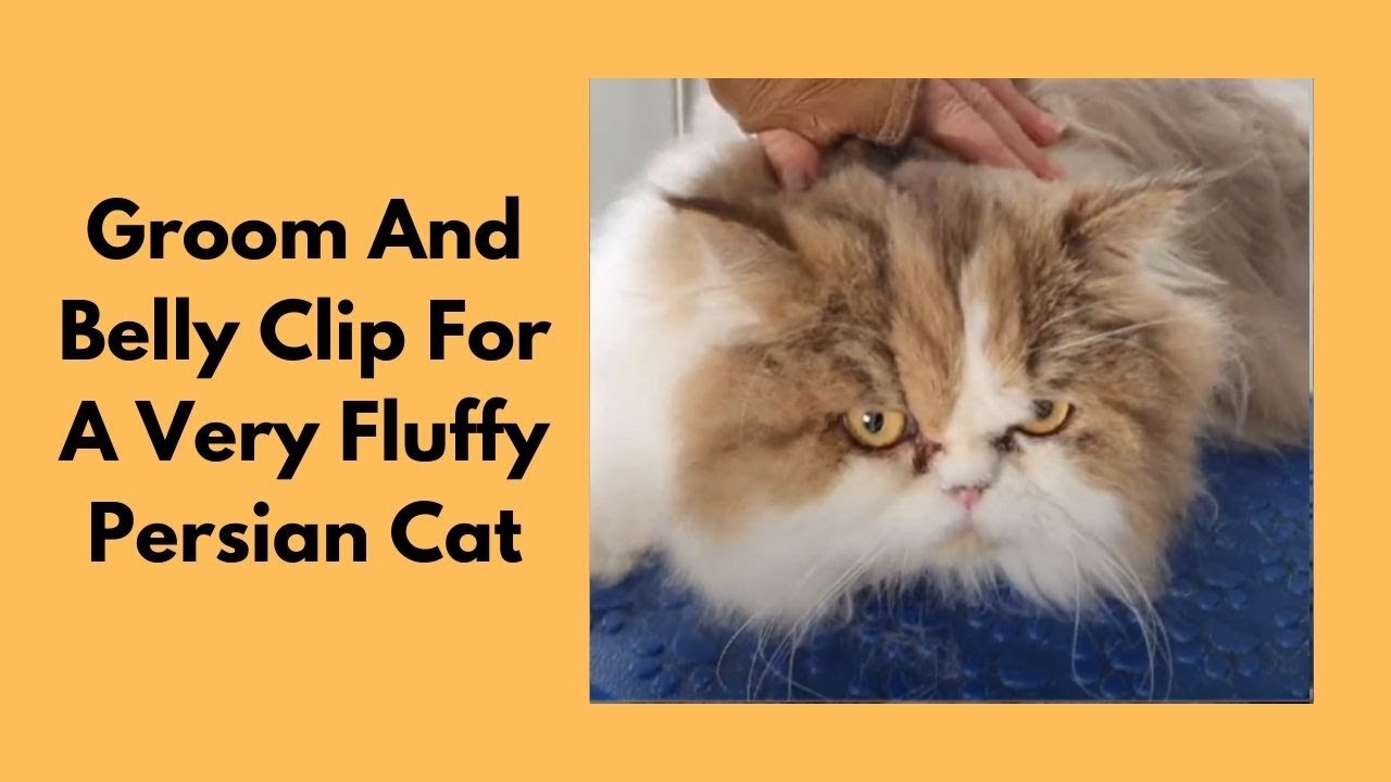 Thorough Groom And Belly Clip For Persian Cat
