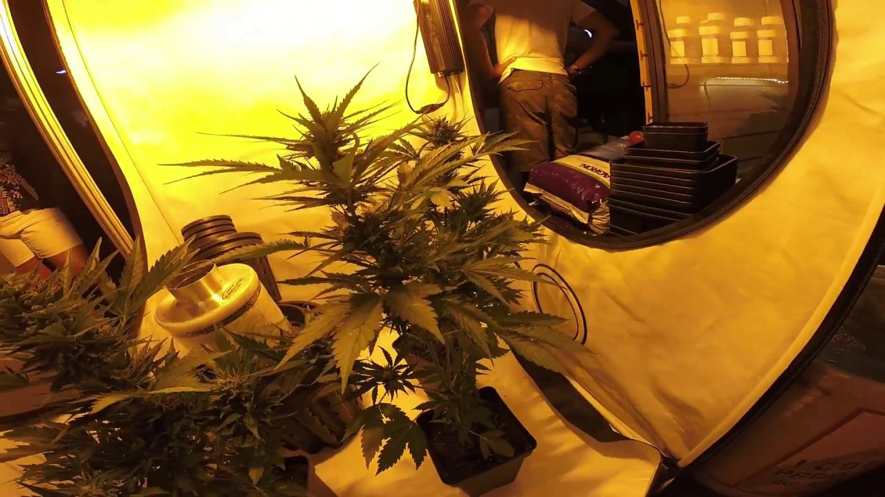 ExpoCannabis - MonteVideo - Uruguay @2016