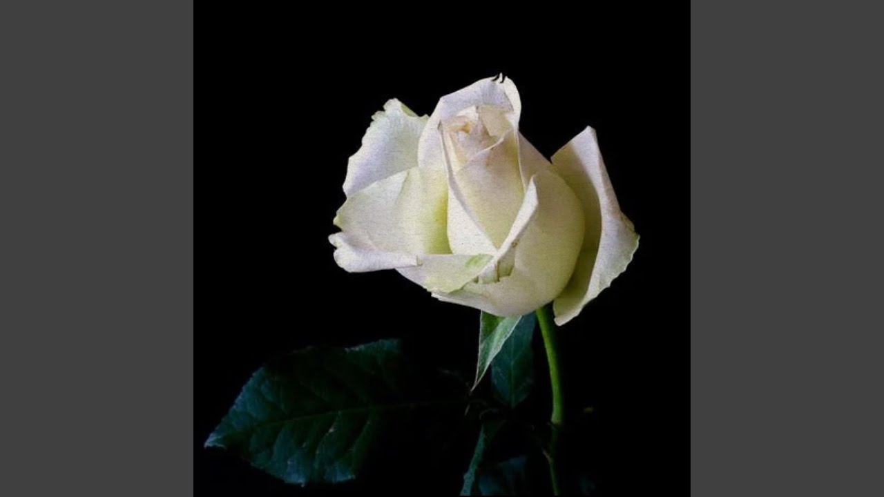 White Roses