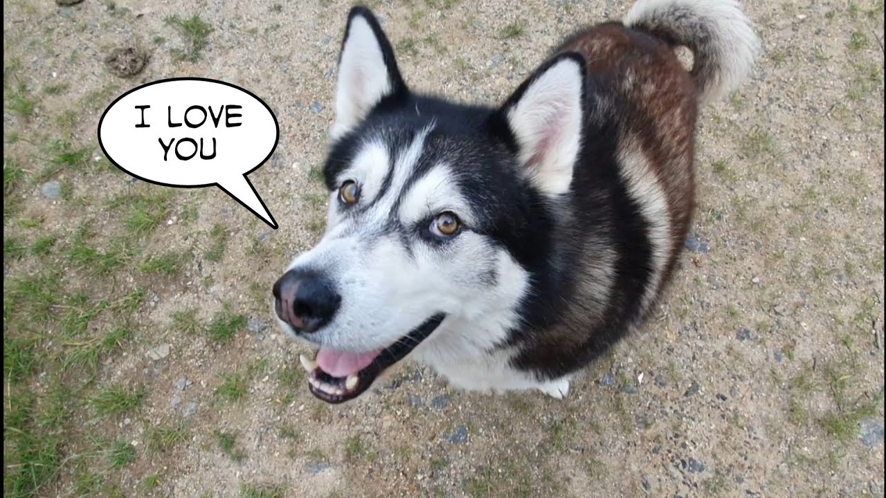 Telling my dog he can finally see his Best Friend Keyush again | Happy Independence Day America