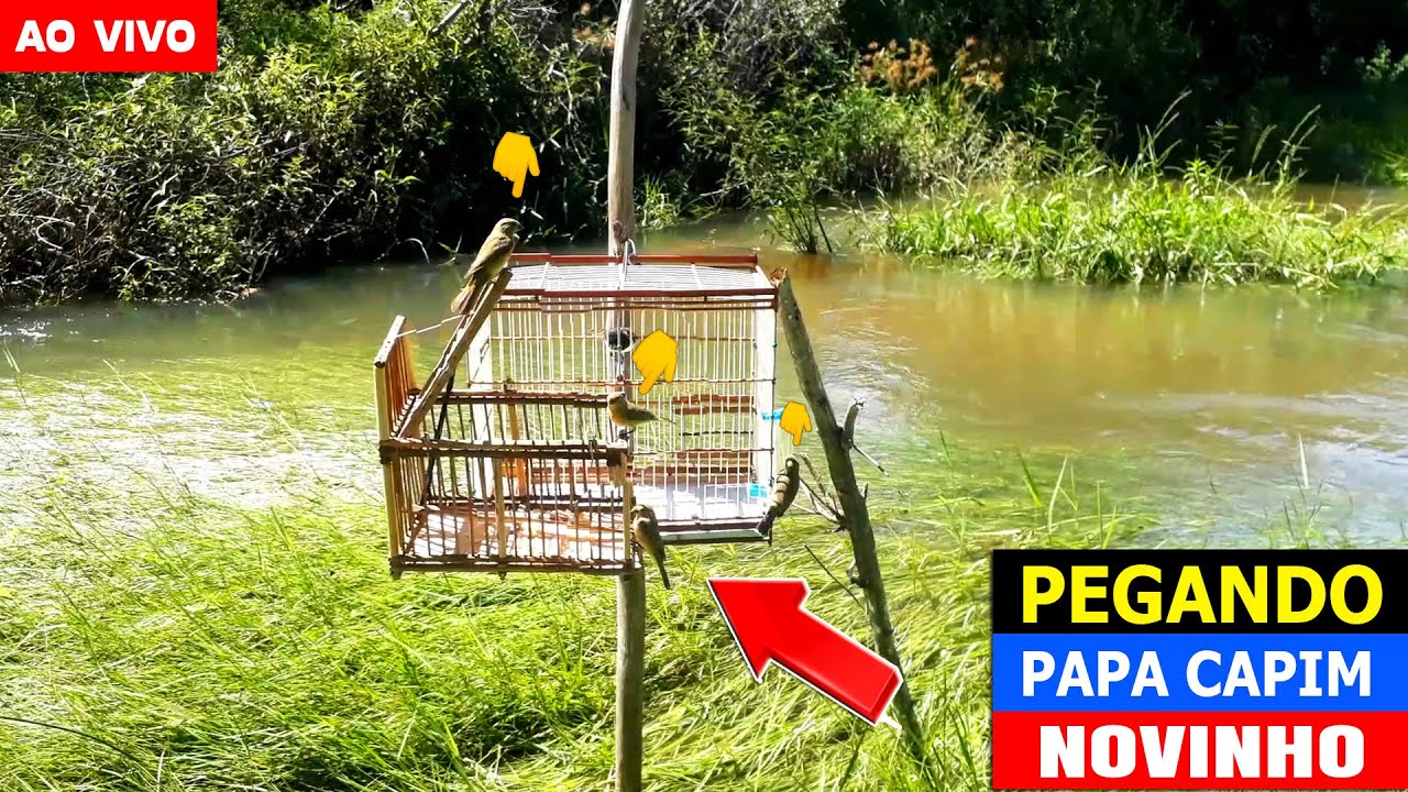 Ele Voltou! Pegando Papa Capim NOVINHO no al&ccedil;ap&atilde;o - AO VIVO