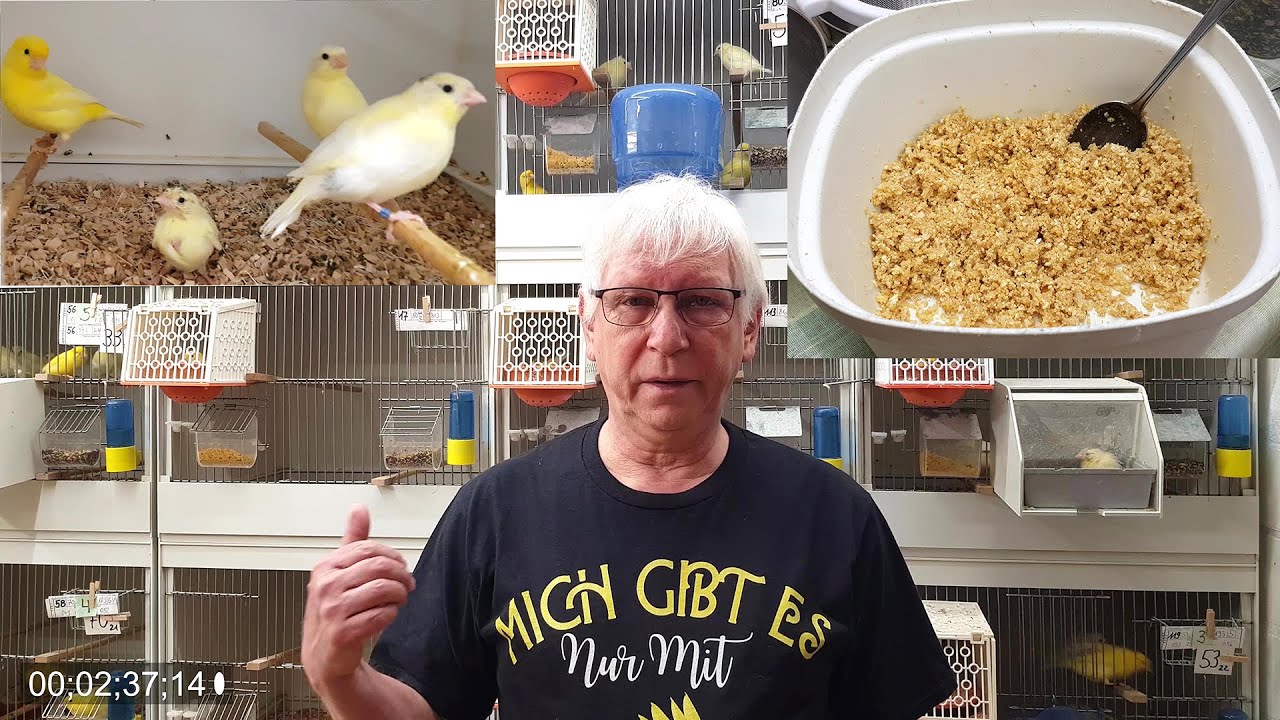 2023 7 🐤 Kanarienzucht - Jungvögel aus dem Nest - 4k Qualität