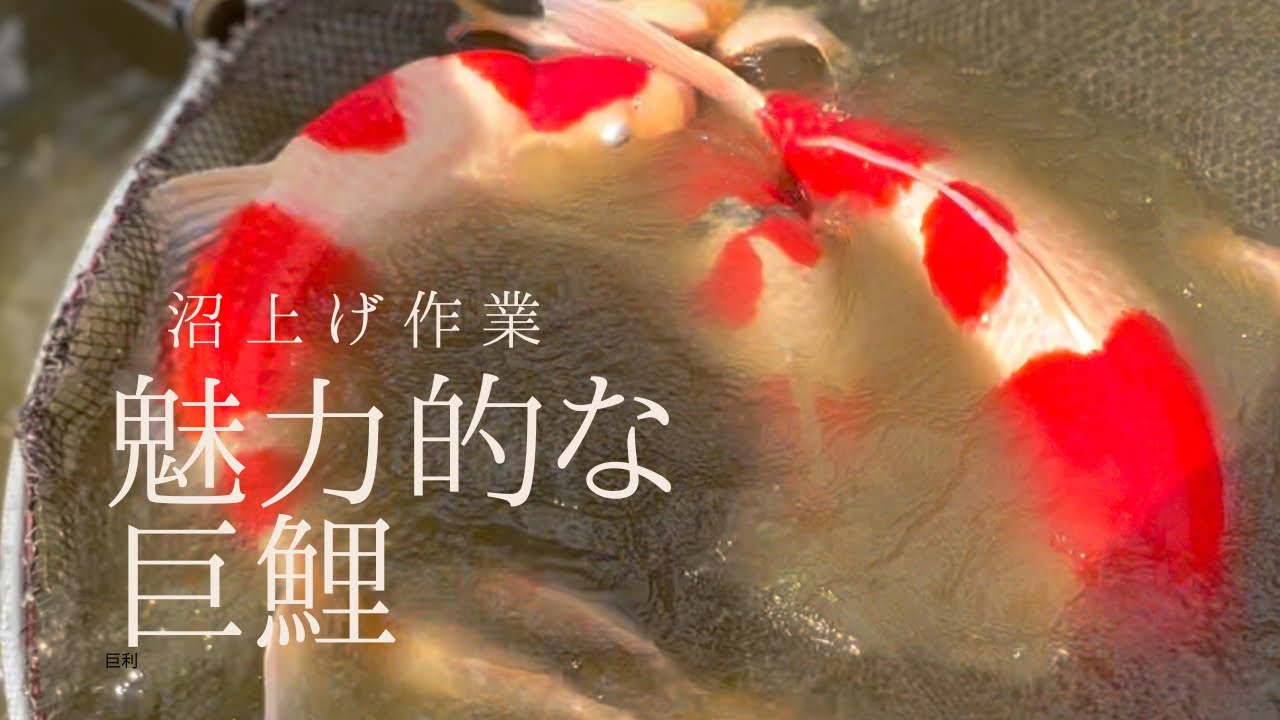 巨鯉の野池を#錦鯉 #錦鯉販売 #koifish #koi #塩田養鯉場