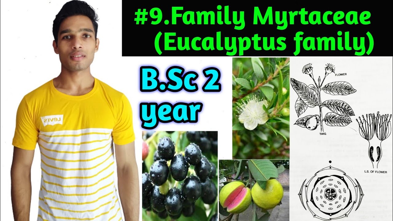 Family Myrtaceae||Floral daigram and floral formula and Economic importance||B.Sc 2 year