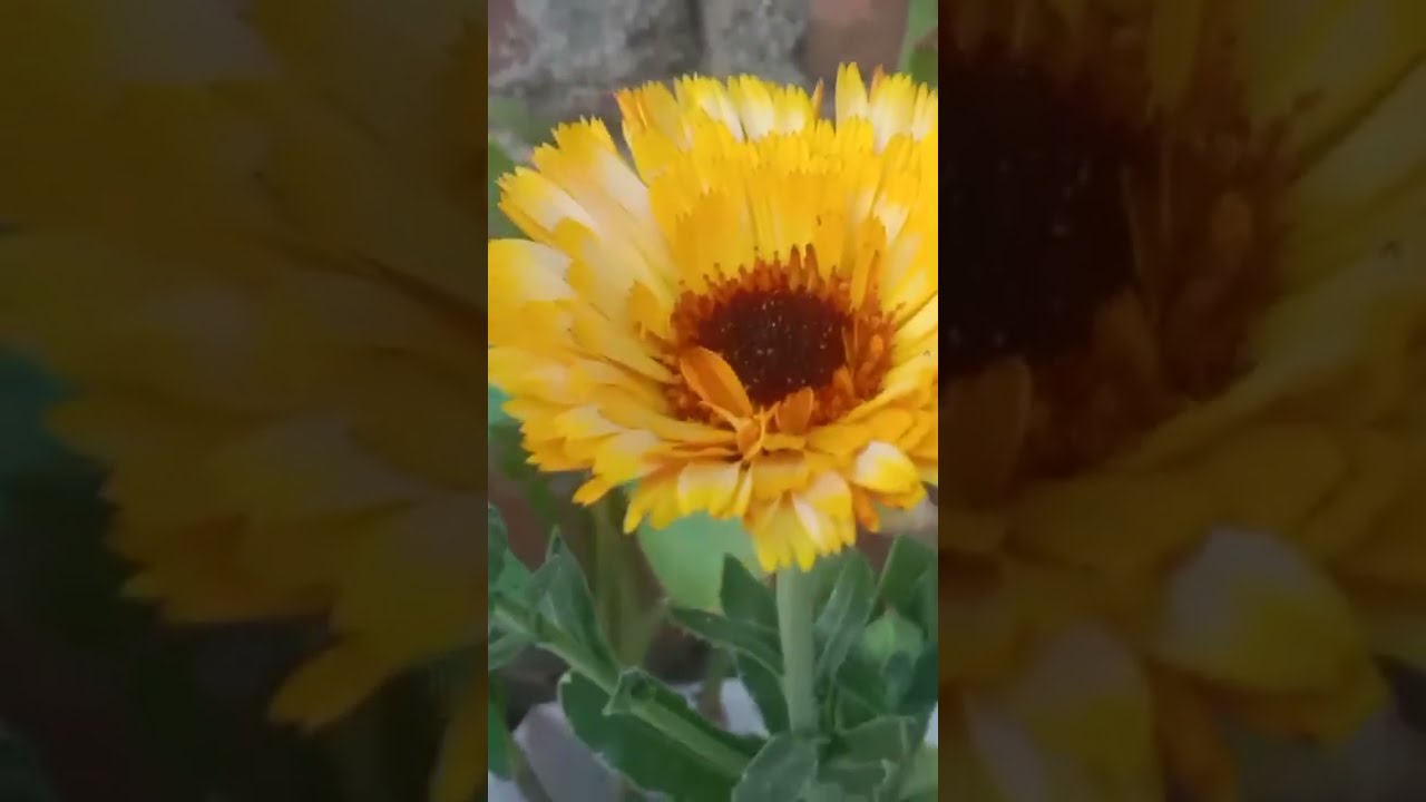 NATURE LOVER is live!