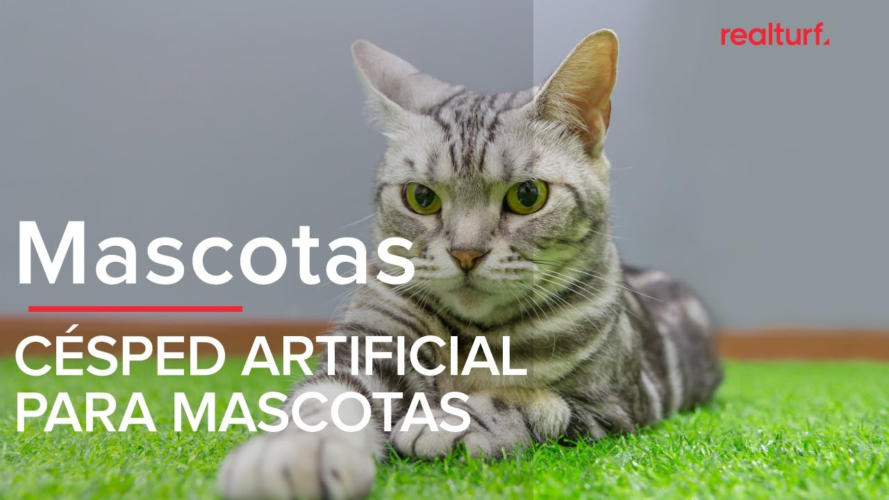 🐶 &iquest;CU&Aacute;L ES EL C&Eacute;SPED ARTIFICIAL ADECUADO PARA MASCOTAS?