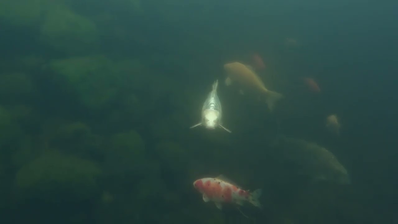Mieszkańcy oczka w oczekiwaniu na zimę.