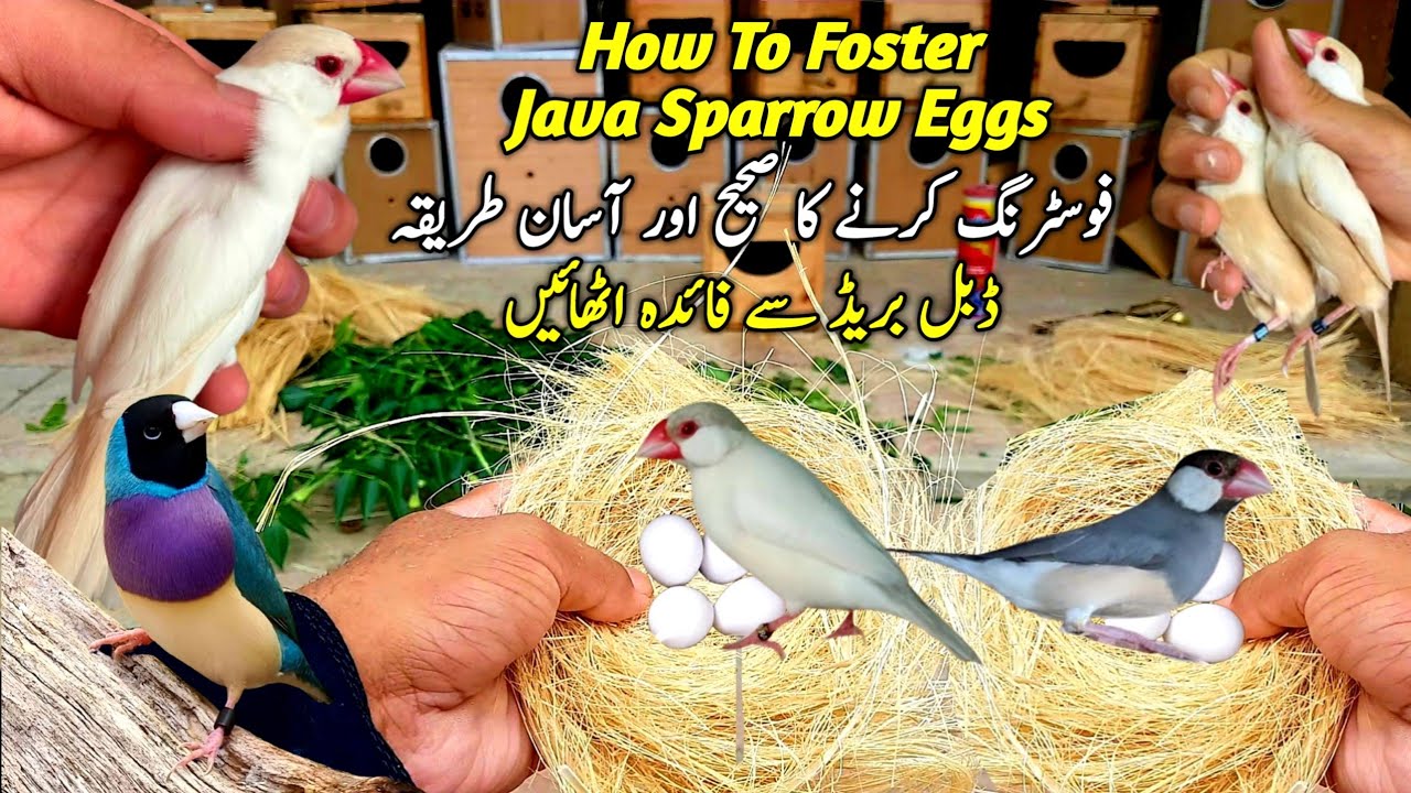 Albino Java ke Egg Foster Kar Diye || Java Finch Breeding Tips || Java Breeding Season 2024-25