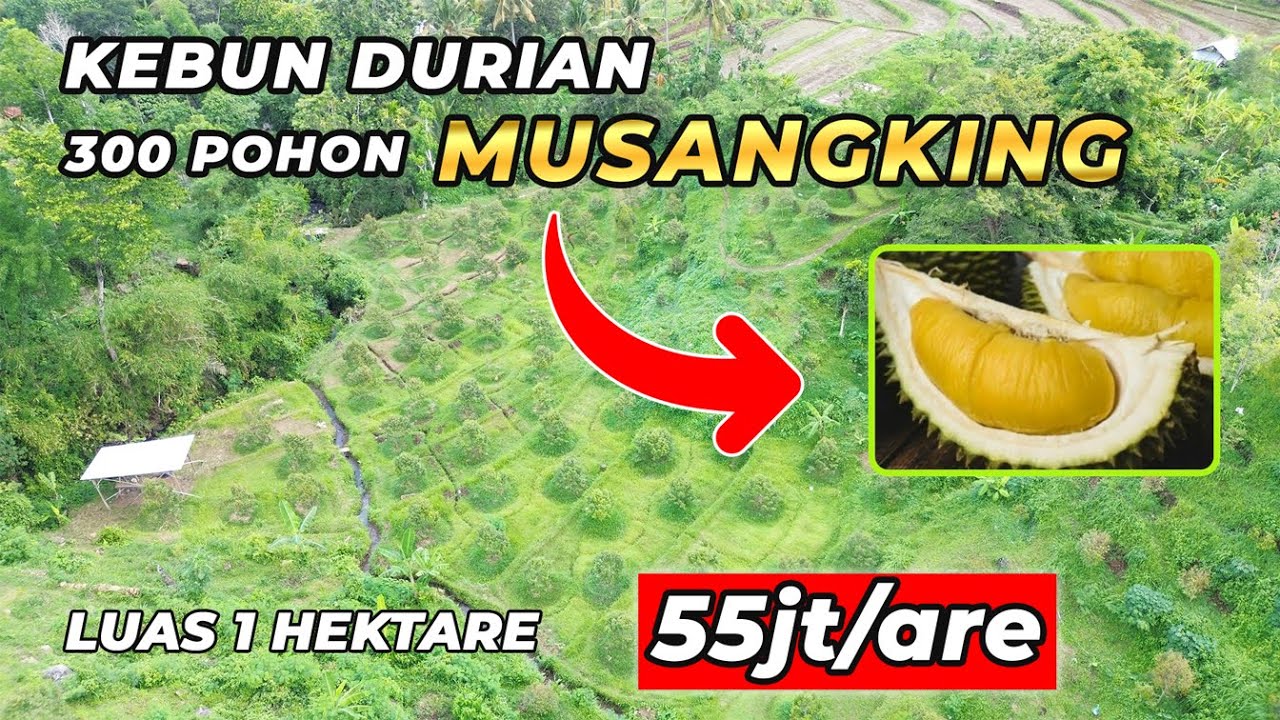 GA ADA LAGI ‼️ Tanah Dijual Murah Kebun Durian Musangking | Desa Panji Anom Singaraja Bali