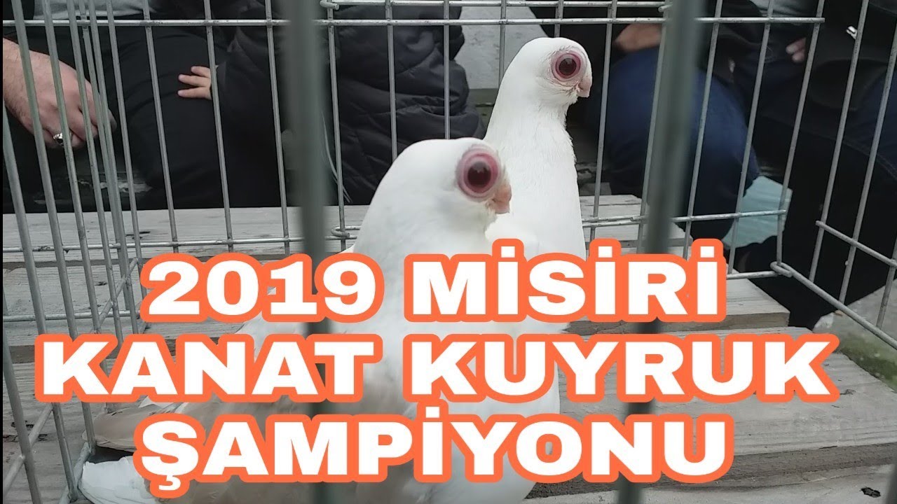 HER SENE ⚡KUPA ⚡ALAN BANGO🌪KÜMESİ ZİYARETİ
