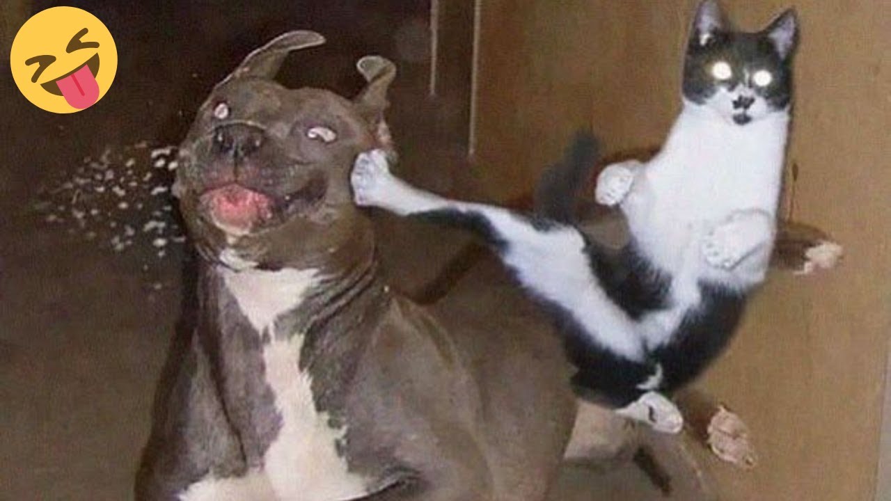 Кошки с необъяснимым поведением 😹 САМЫЕ СМЕШНЫЕ кошки
