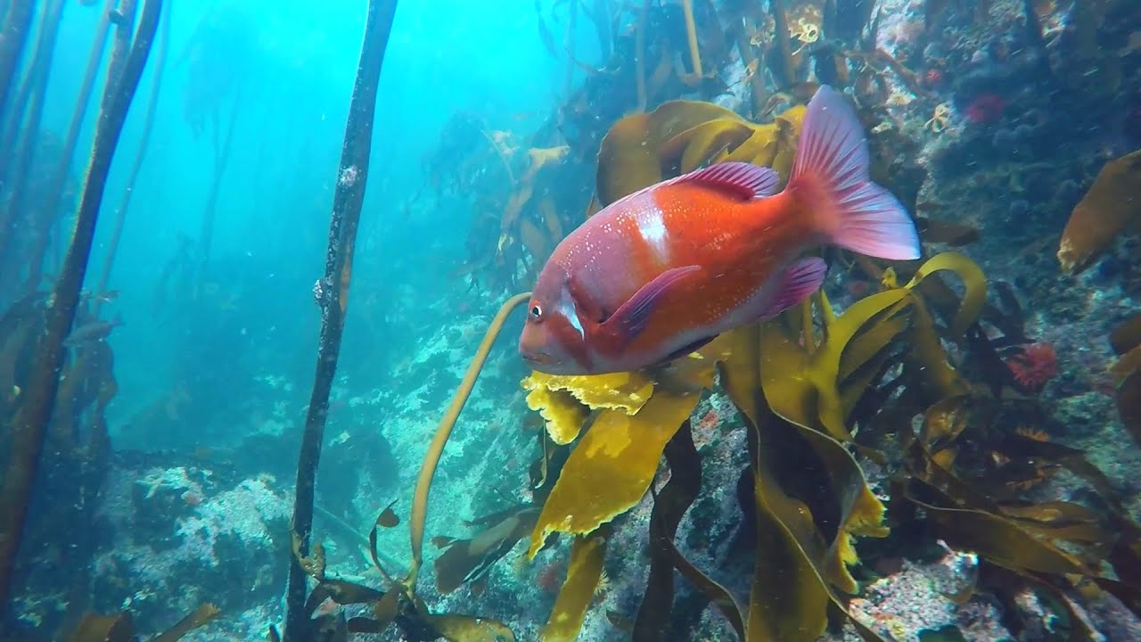 Simon's Town Snorkel