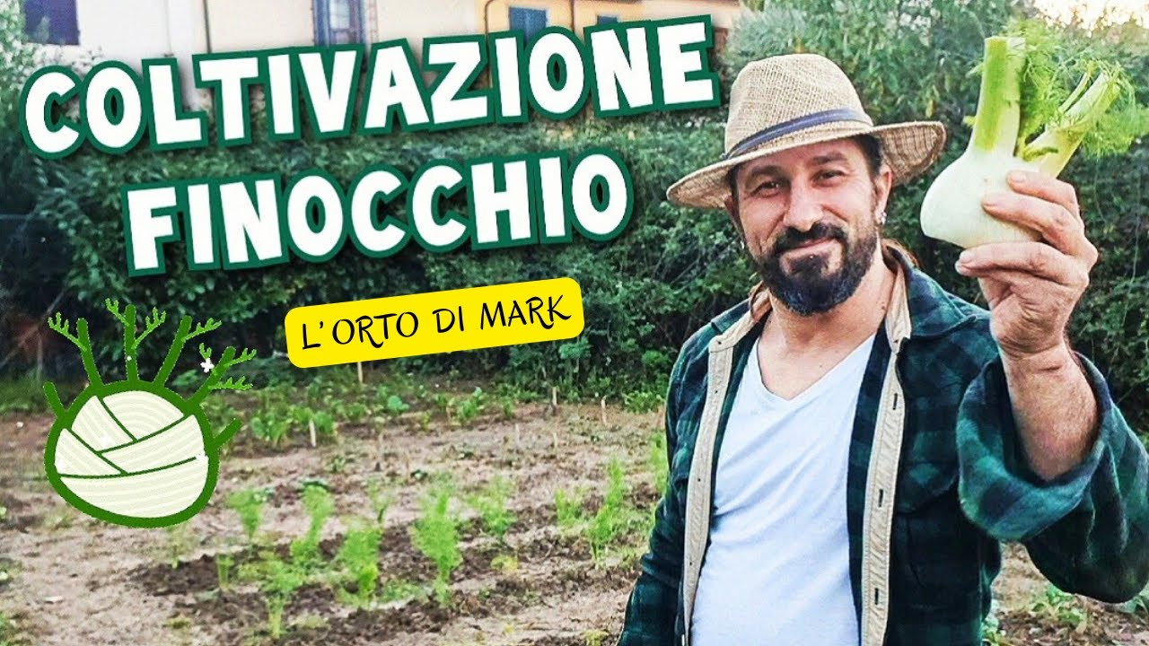 Finocchio - dalla semina al raccolto, autunnale e primaverile.