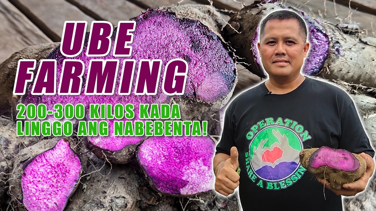UBE FARMING (PART 1) | AETA FARMERS, TINUTULUNGAN NG PRIVATE ORGANIZATION PARA MABENTA ANG ANING UBE