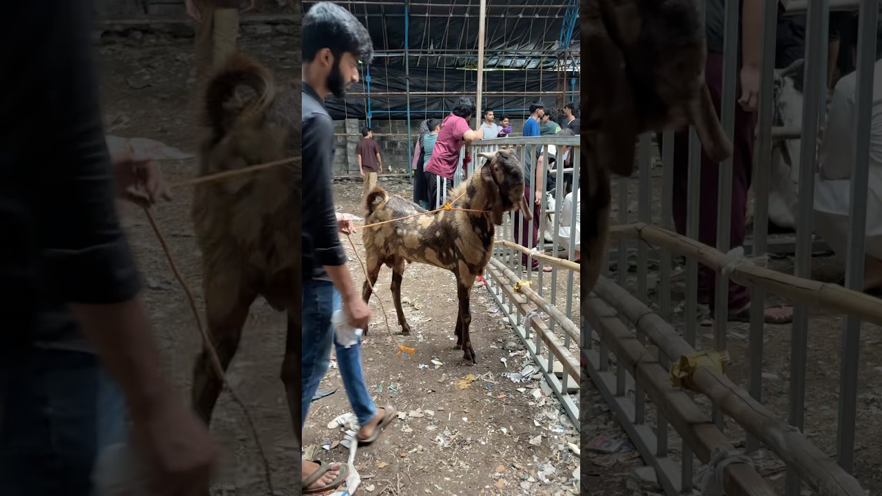 Mira Road Bakra Mandi | Sirohi Andul Goats For Sale In Mira Road Bakra Mandi #bakramandi #deonar