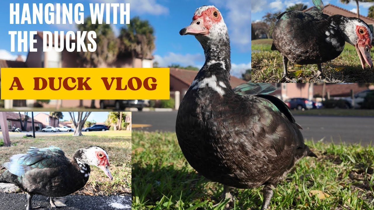 The Power Of Ducks - Why They Call Me Duck Whisperer