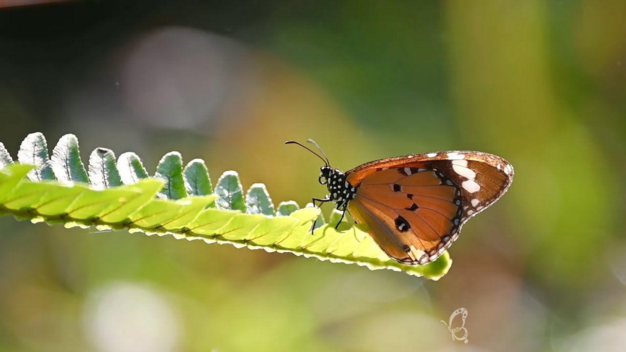 Slow Motion Butterfly in 4K | Peaceful Visuals for Stress Relief 🎵 #Butterfly #NatureVideo