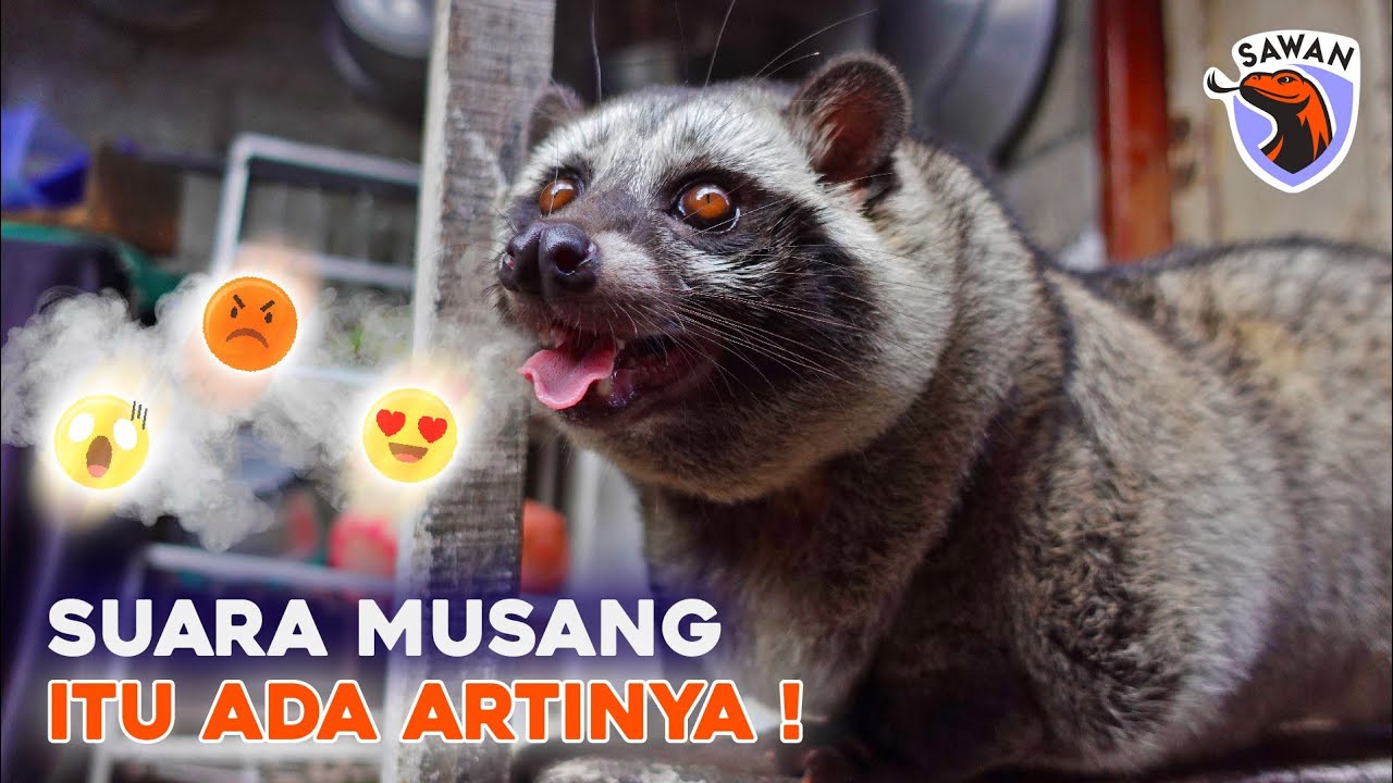 5 SUARA MUSANG DAN ARTINYA!  #SAWAN