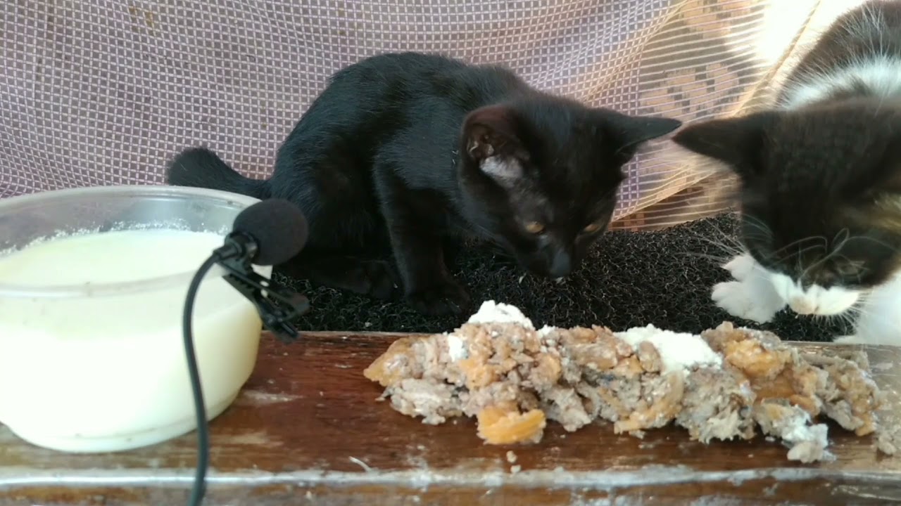 kitten eating Sardine with chicken in jelly  ASMR #kucingkugengsterasmr #cat #catasmr #asmr