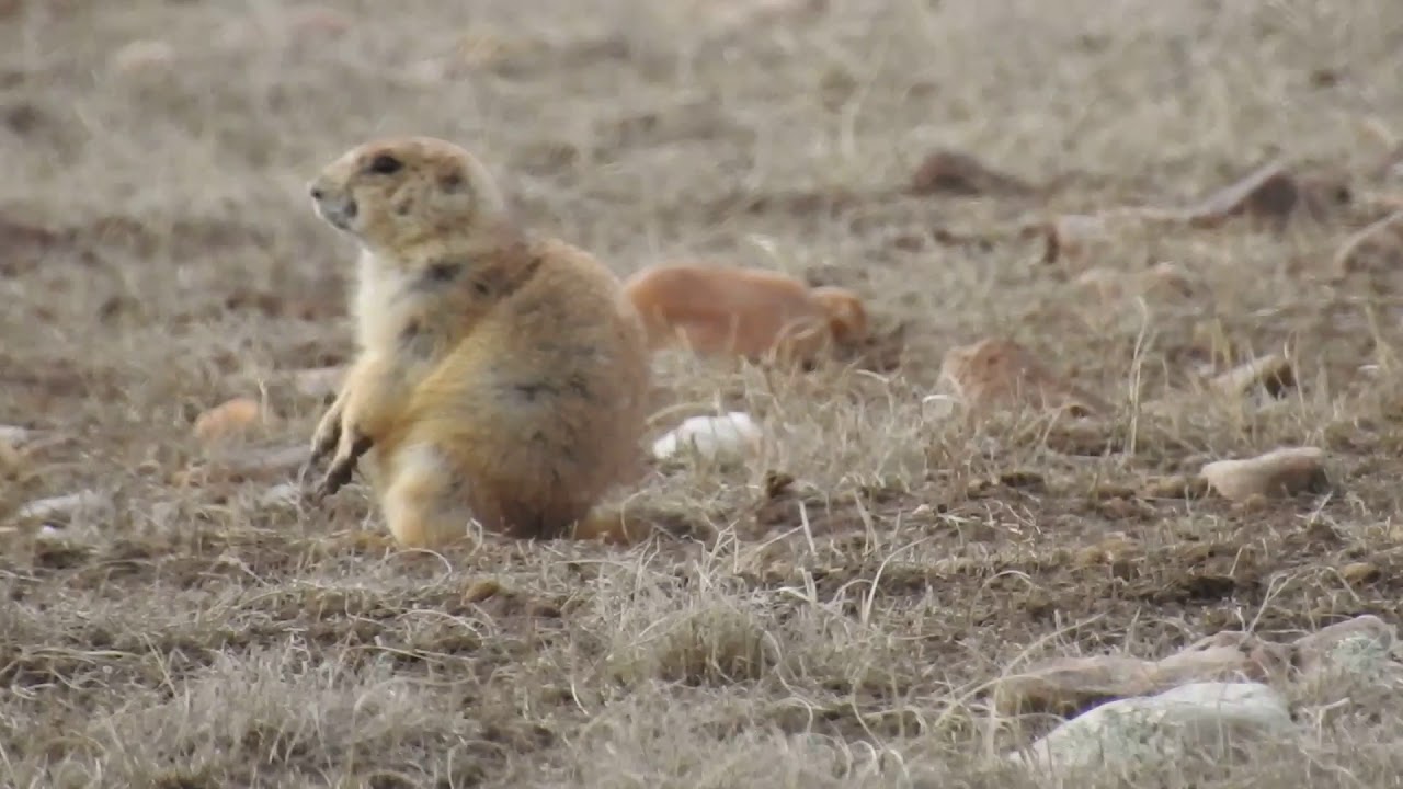 DSCN5157 Prairie-dog No 2, , 4/19/18, Custer SP, SD