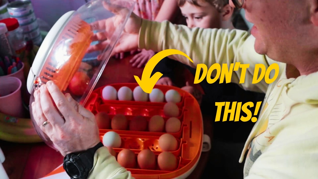 Egg Incubation 101: Do This or Your Chicks Won't Hatch! | ChickCozy Incubator Review