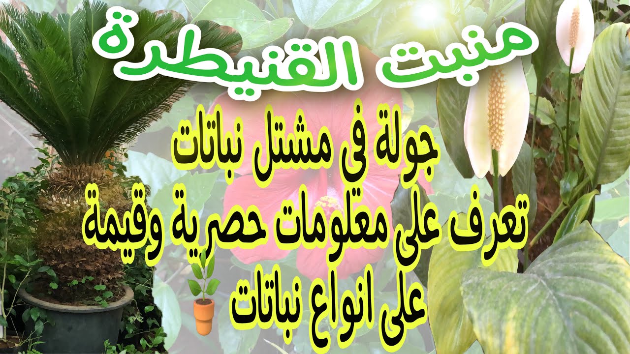 جولة في مشتل نباتات 🪴 منبت القنيطرة تعرف على اسماء نباتات