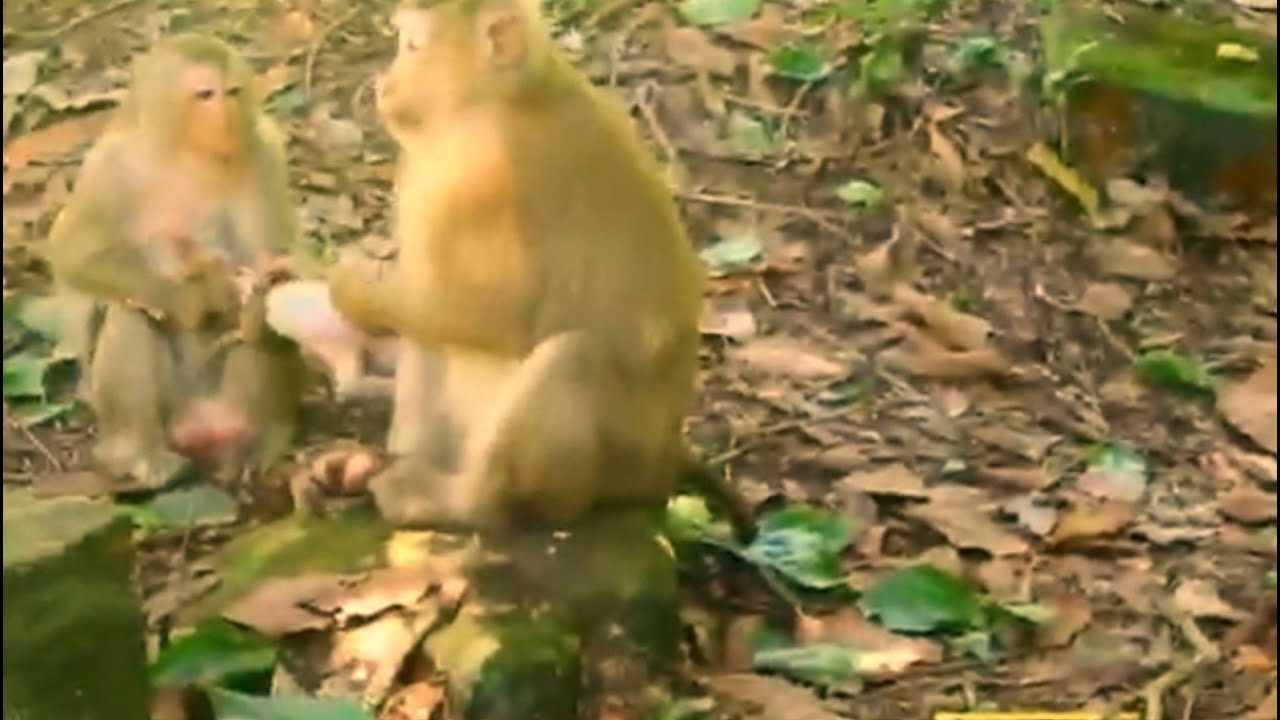Rose sees BB Rainbow from distance running/ Anita monkey grabbing BB Brady to kidnap BUT Rose not.