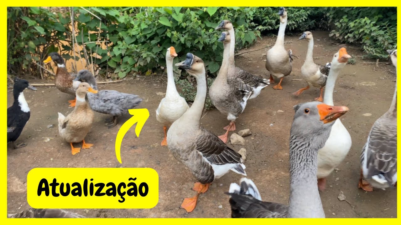 Cuidando de Minha Criação na Roça | Gutejando