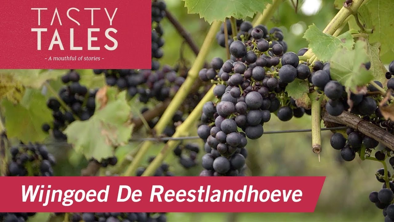 WIJNGOED DE REESTLANDHOEVE (Balkbrug) &bull; Classical music for better wine production &bull; Tasty Tales