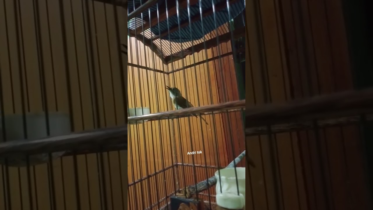 Srdc konslet cocok untuk suara masteran