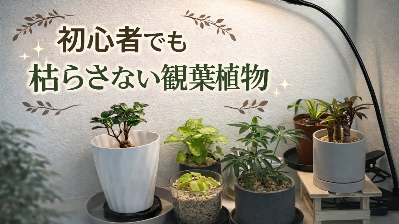 【初心者必見】我が家の育てやすい観葉植物たち