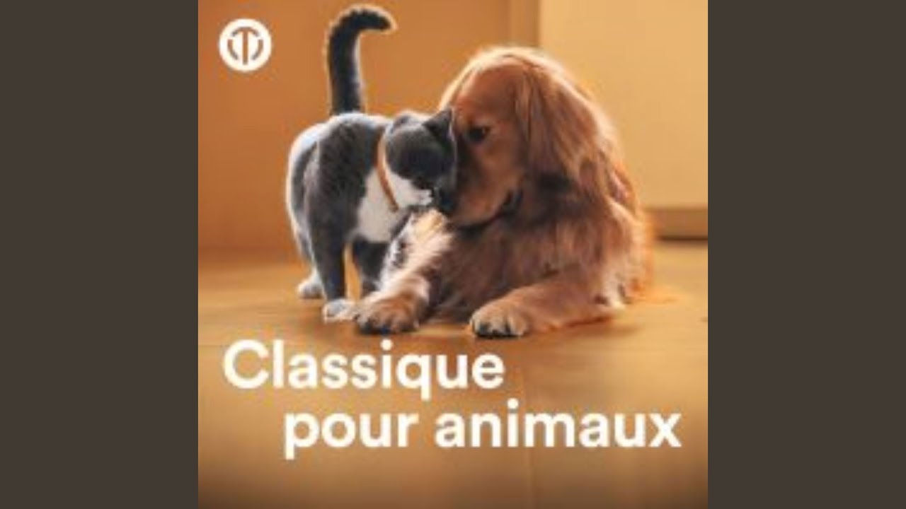 Concerto for Violin and Oboe in C Minor, BWV 1060R: I. Allegro