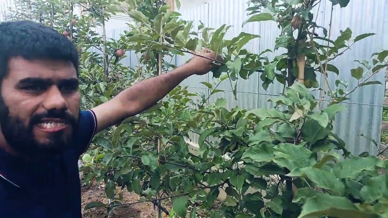 Summer Pruning/ Why Necessary/ M9.