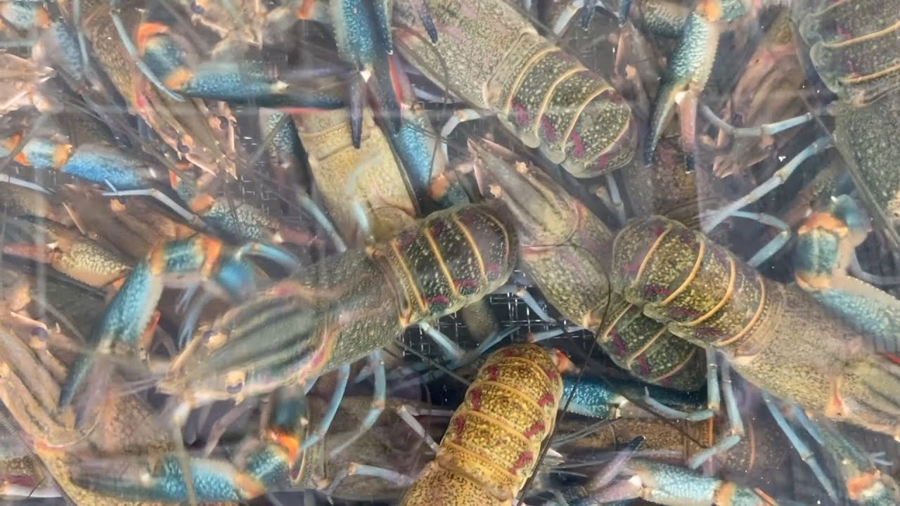 Rural areas in China's Xinjiang develop Australian freshwater crayfish farming