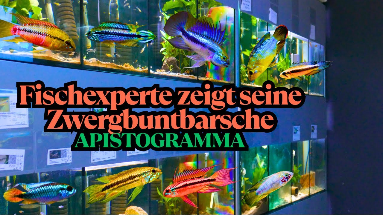 FISCHEXPERTE zeigt seine ZWERGBUNTBARSCHE I APISTOGRAMMA