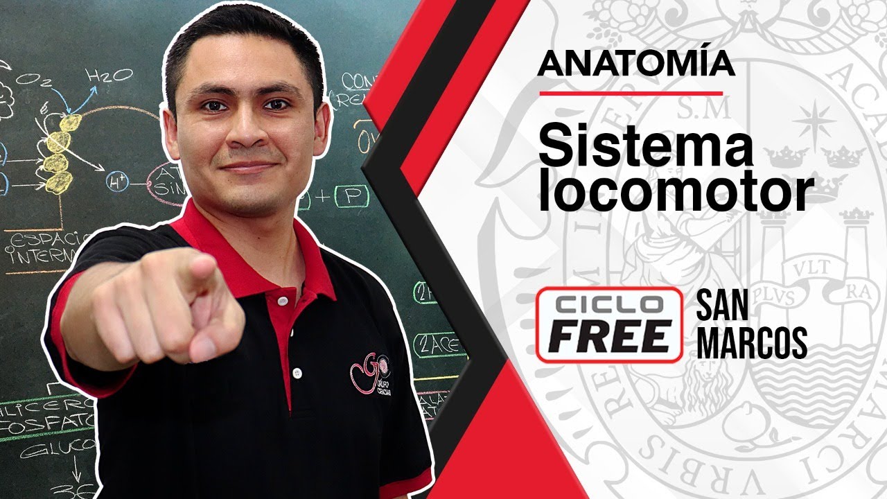 ANATOMÍA - Sistema locomotor [CICLO FREE]