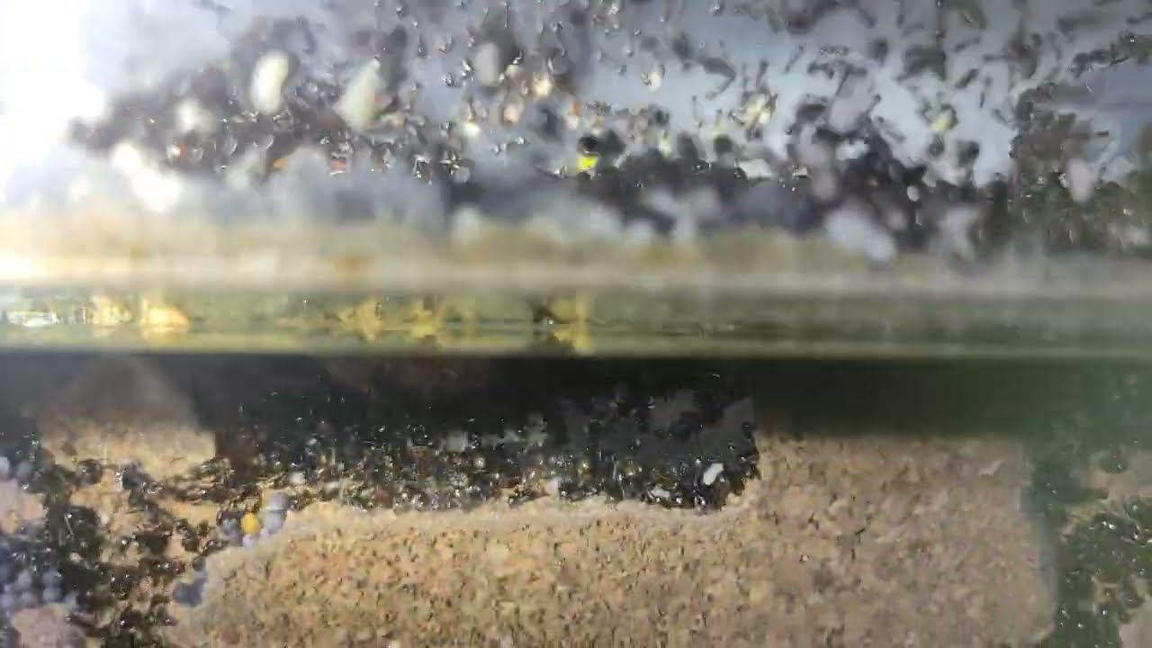 Messor Barbarus Kolonia 10.000+ Robotnic W Dwa Lata Moja Największa Kolonia Mrówek