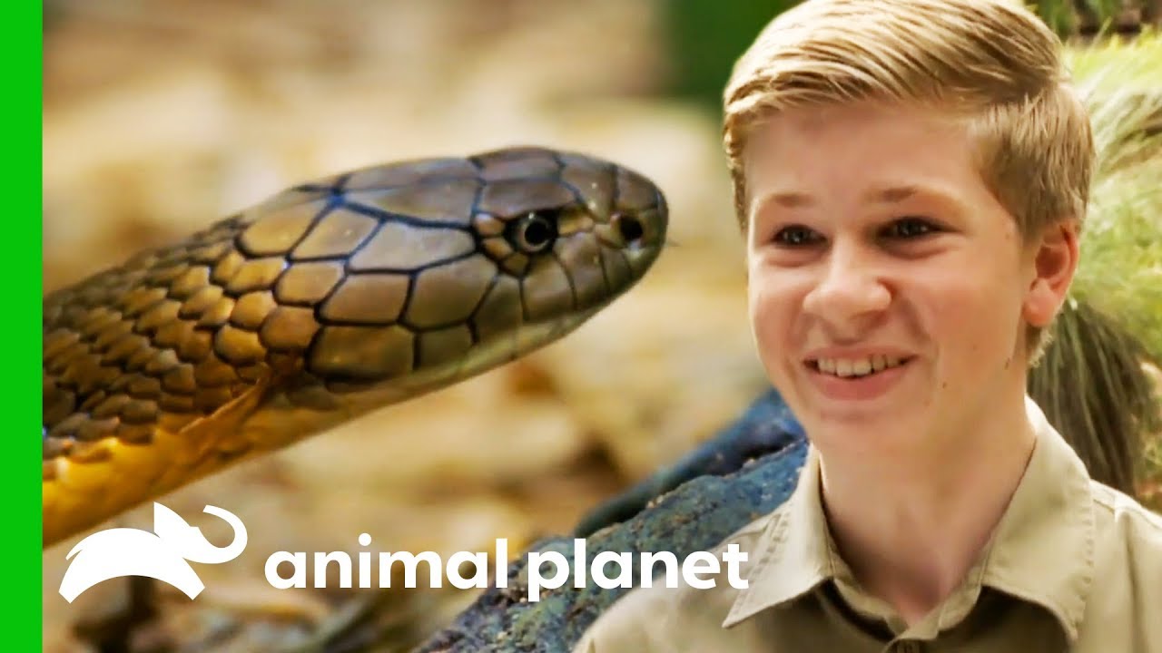 Robert Irwin Helps Wes Wrangle A Deadly King Cobra | Crikey! It's The Irwins