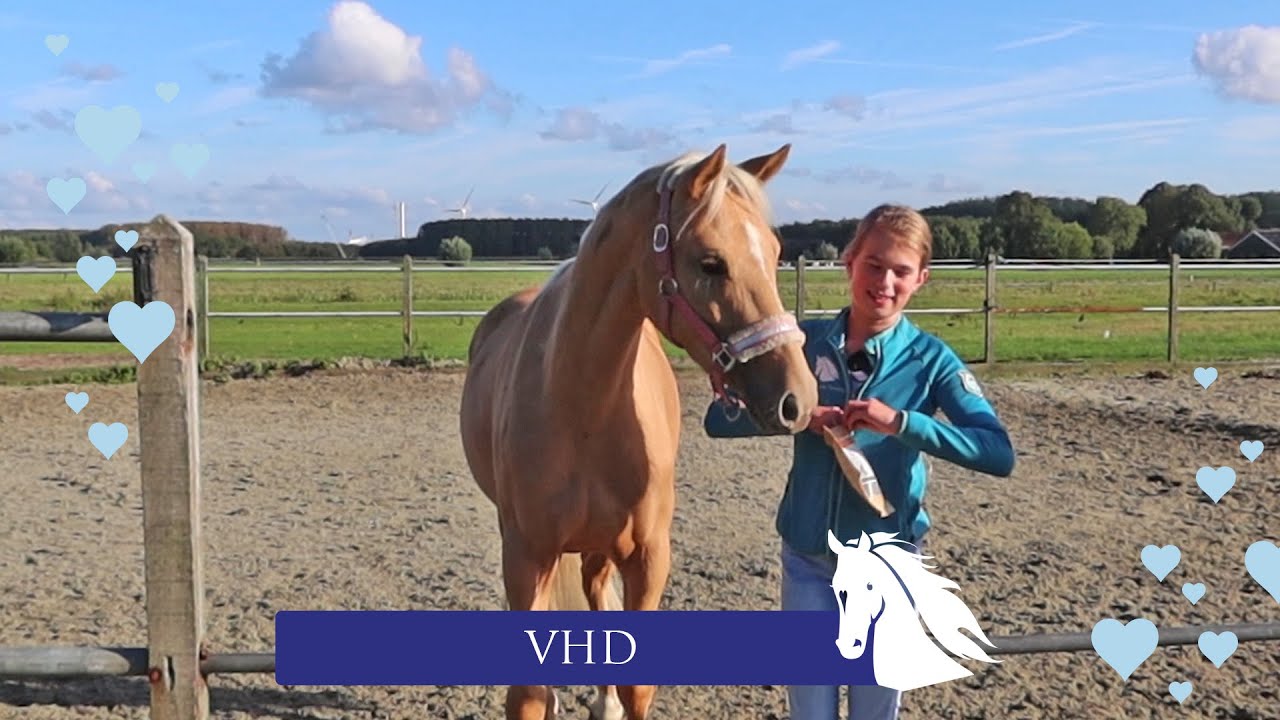 VRIJHEIDSDRESSUUR met BLONDIE -weekvlog- * Hart voor Paarden *