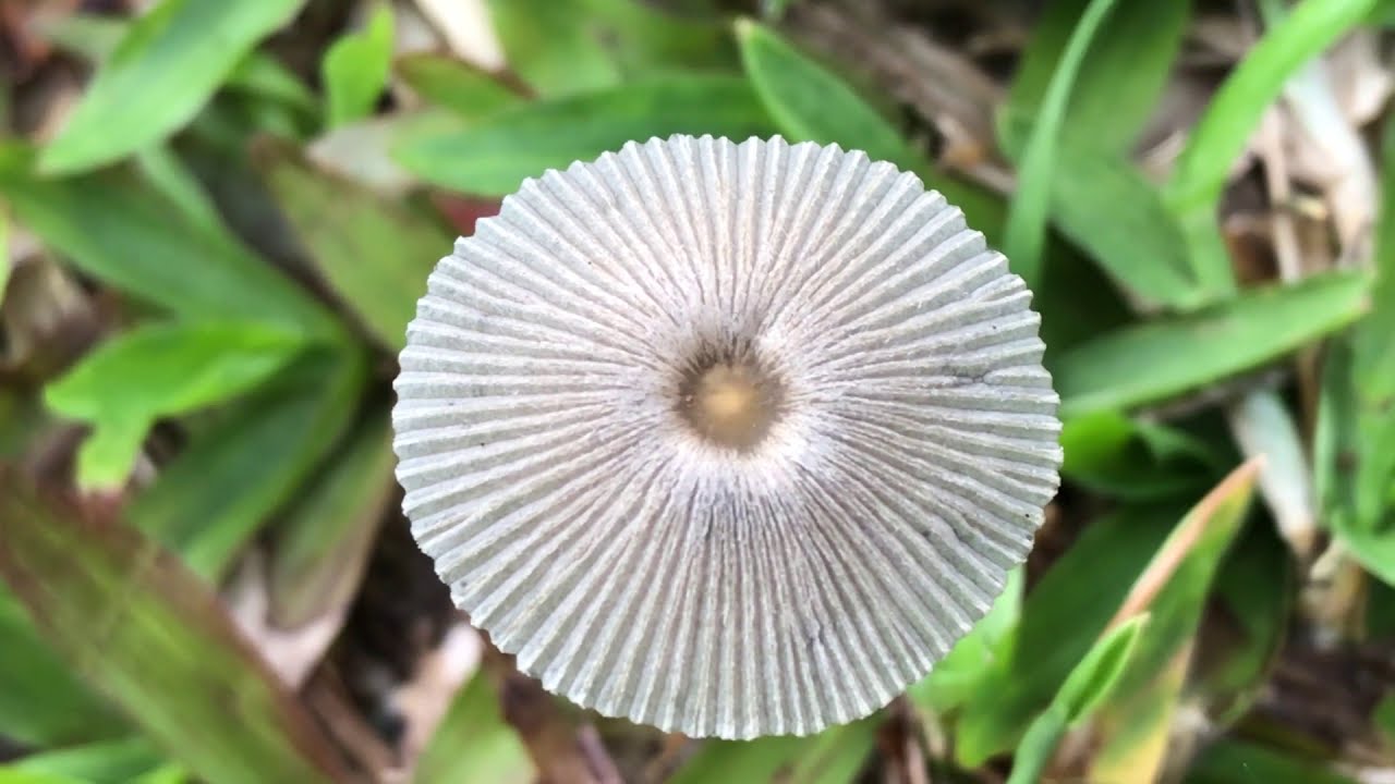 Mushroom - umbrella mushroom