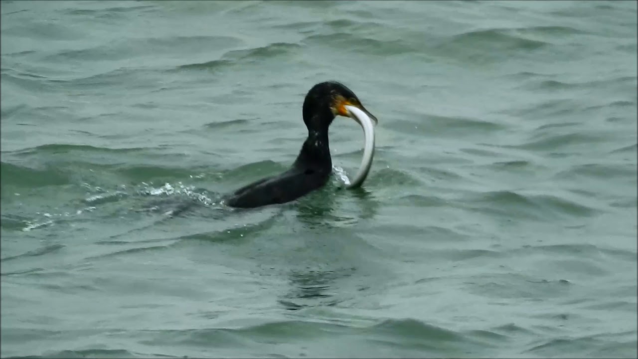 Cormorant Vs Eel / Aalscholver vs Paling (Phalacrocorax Carbo, Anguilla anguilla)