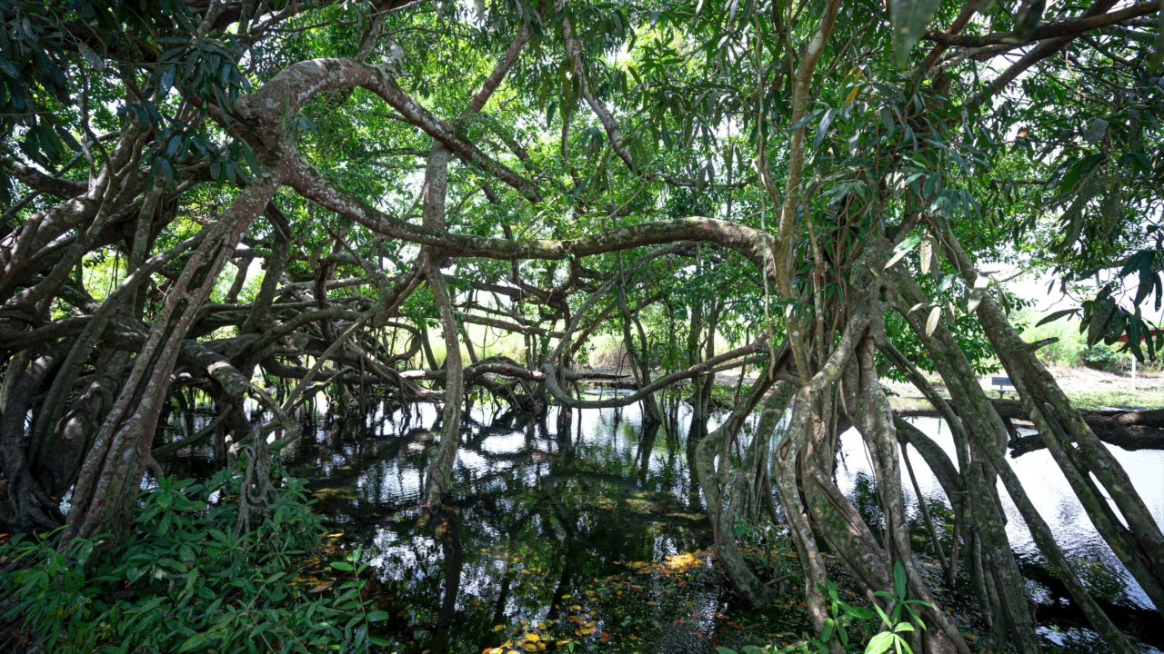 Vietnam Jungle Ambient Sound