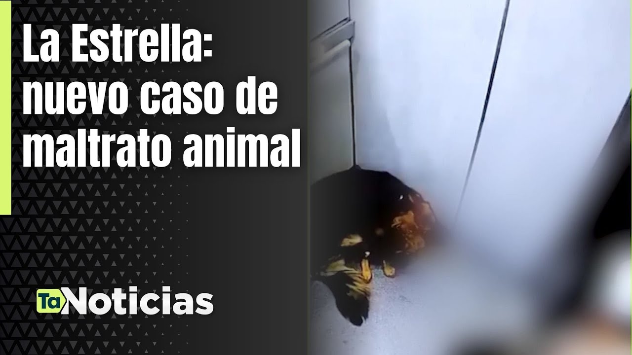 La Estrella: nuevo caso de maltrato animal - Teleantioquia Noticias