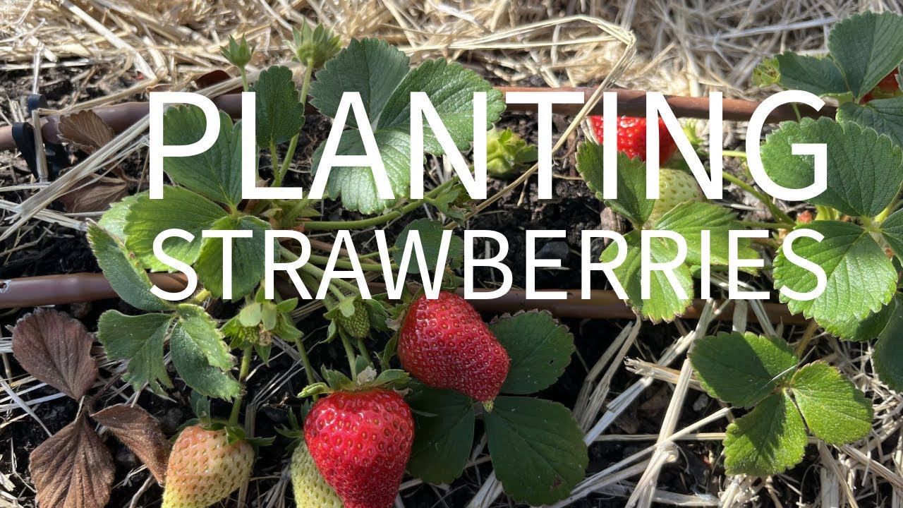 Planting Strawberries