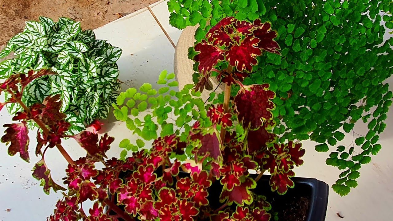 7 PLANTAS LINDAS PRA VOCÊ CULTIVAR EM VASO NA SUA CASA