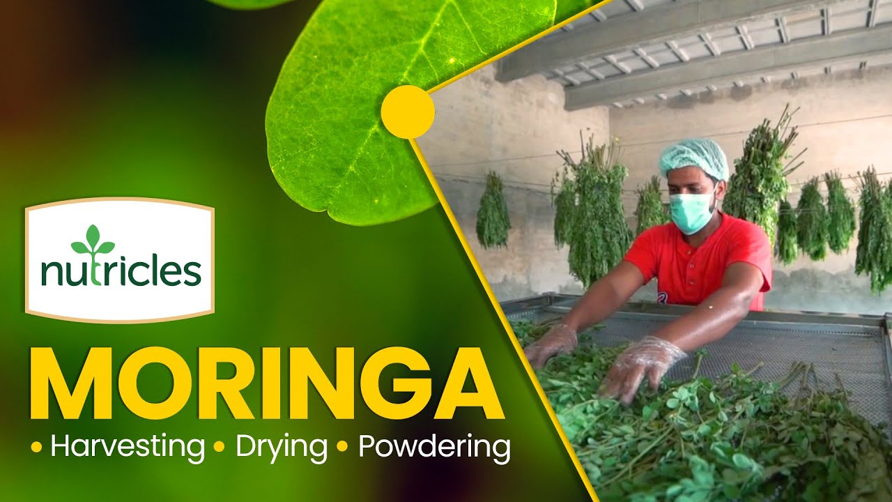 Nutricles Moringa: Harvesting Drying and Powdering